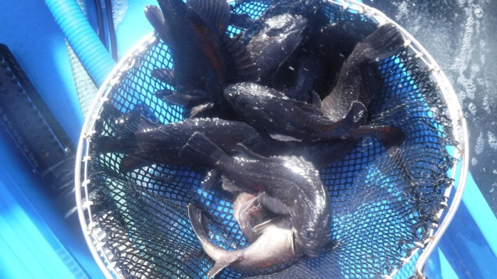 0d76c00ca3ec7aba58602956c9235093_1760610