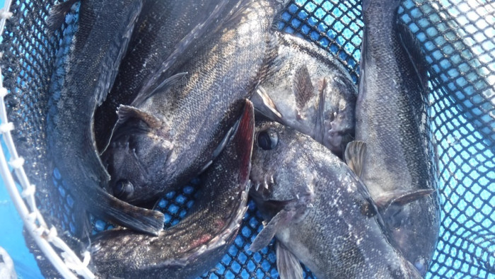 229f55592cbdefa752f9fc0435673075_1762329