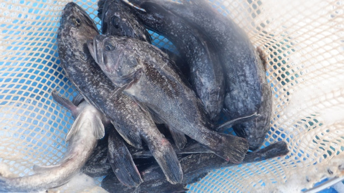 8f4295af531851b4a5226c12ce009708_1763454