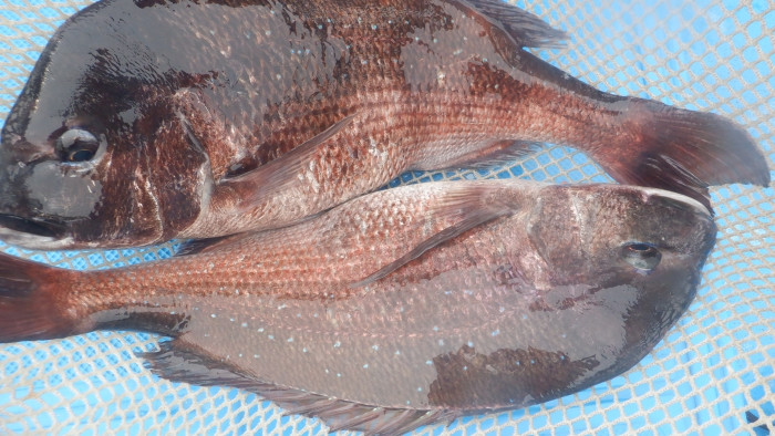 7d456aa7ff012cdc386ea3c791b33d83_1775086